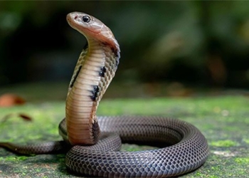 dangerous snake species appearing more in northern areas at current time 136201