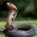 dangerous snake species appearing more in northern areas at current time 136201