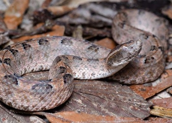 dangerous venomous snakes commonly found in vietnam are considered minor 134443