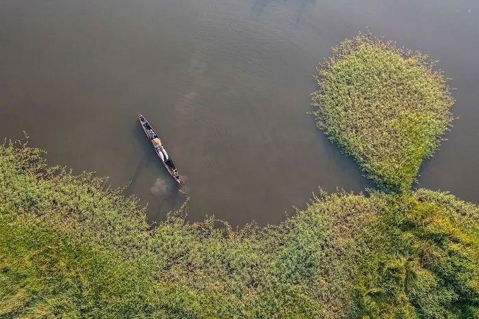 Local fishermen catching Arapaima on a branch of the Amazon River.