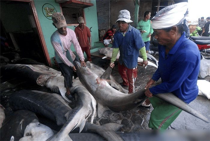 Many countries have enacted laws banning shark hunting and trading