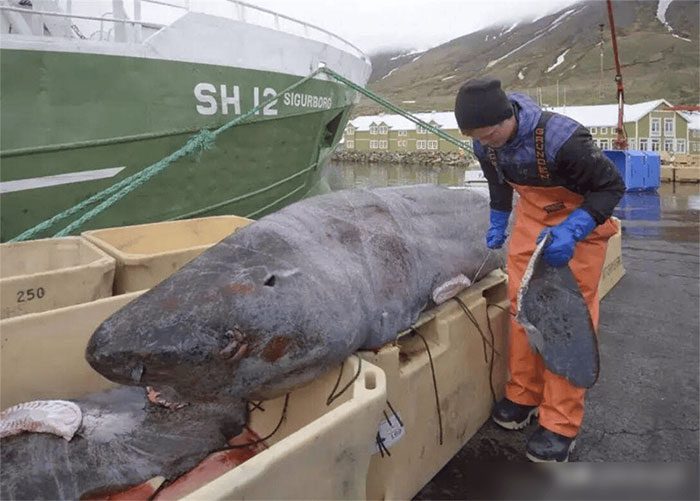 In Australia, shark meat is prepared in many delicious dishes