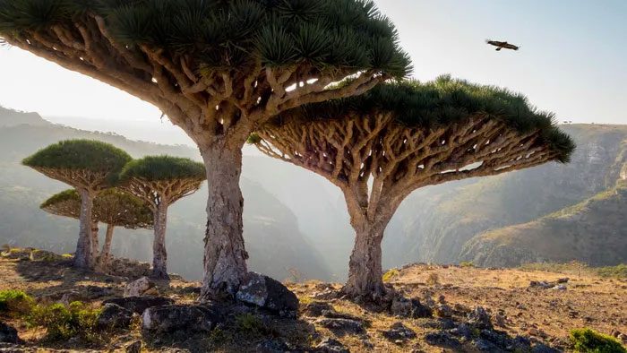 Socotra Island