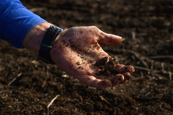 A handful of soil from a newly sown canola field covered with fungal treatment