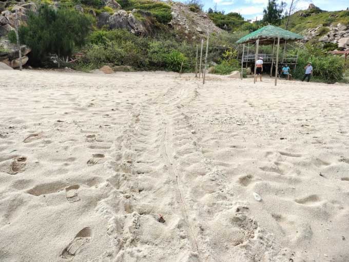 Turtle tracks leading to the nesting site located 18 meters from the wave line.