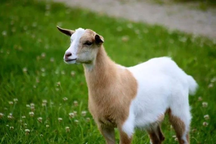 Myotonic goats began appearing in Tennessee in the 1880s.