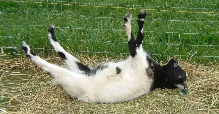 When startled, these goats fall over with their legs in the air.