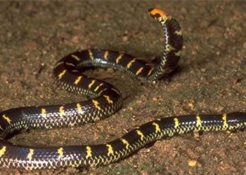 decoding the mystery of the two headed snake species in vietnam 135422