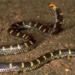 decoding the mystery of the two headed snake species in vietnam 135422