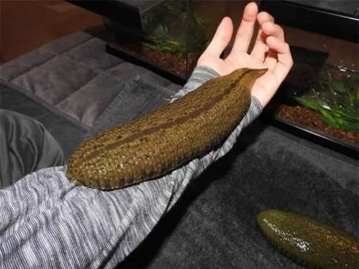 The largest freshwater leech in the world measures nearly half a meter long.