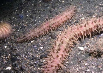 discovery of a new animal species with over 200 legs found in the ocean