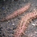 discovery of a new animal species with over 200 legs found in the ocean