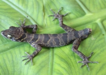 discovery of a new species of lizard in phong nha ke bang national park 135796