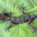 discovery of a new species of lizard in phong nha ke bang national park 135796