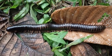 discovery of ancient lizard that has been lost for over 120 years found in madagascar 135639