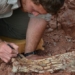 discovery of dragon traces from 86 million years ago 120694