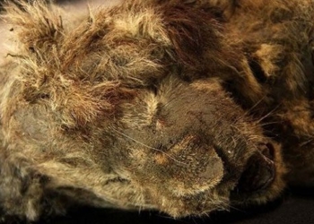 discovery of preserved tiger corpse 28 000 years old with intact muzzle 115202