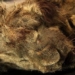 discovery of preserved tiger corpse 28 000 years old with intact muzzle 115202