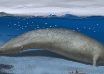 discovery of the largest creature on earth 129004