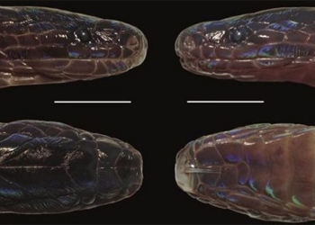 discovery of the onyx snake in vietnam 109903