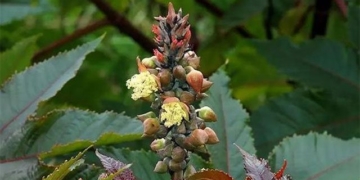 discovery of toxic plants containing 6 000 times cyanide in public flowers 124195