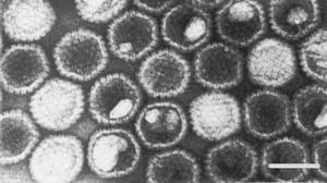 disease prevention against epidemics 2904