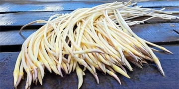 do you know which part of the lotus plant is the sediment 135673