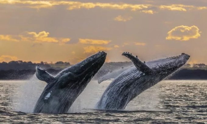 Two humpback whales glide on the water surface.