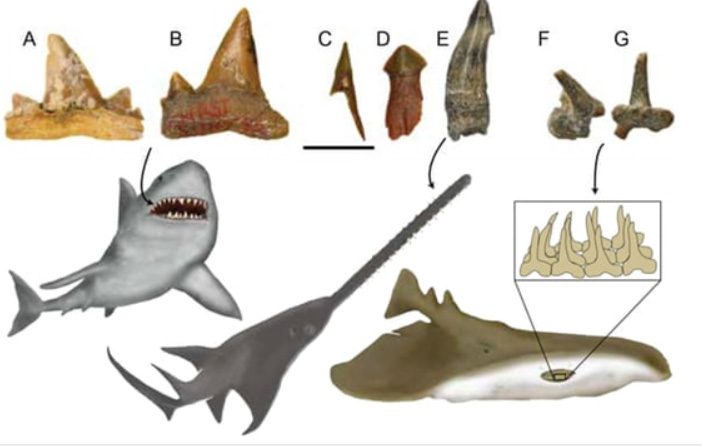 Fossils of ancient animals found beneath the sands of the Sahara.