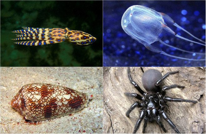 Blue-ringed octopus, box jellyfish, cone snail, Sydney funnel-web spider