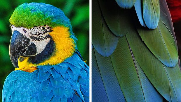 Birds that exhibit blue color do not have any such pigments within them.