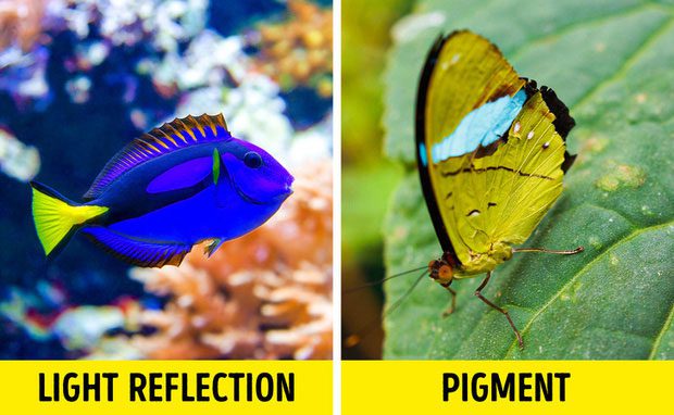 Only the olivewing butterfly exhibits blue.