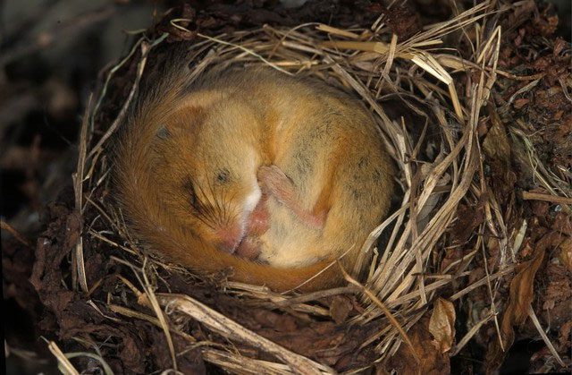 Hibernation helps some species survive through the winter months.