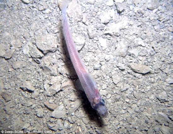 Mysterious creatures existing beneath a thick layer of ice 740m in Antarctica