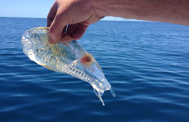 Impressive and Mysterious Transparent Animals