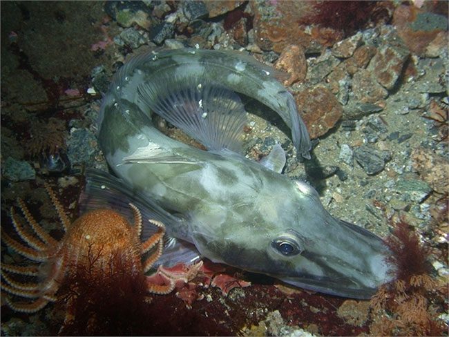 Impressive and Mysterious Transparent Animals