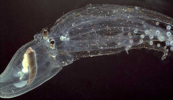 Impressive and Mysterious Transparent Animals