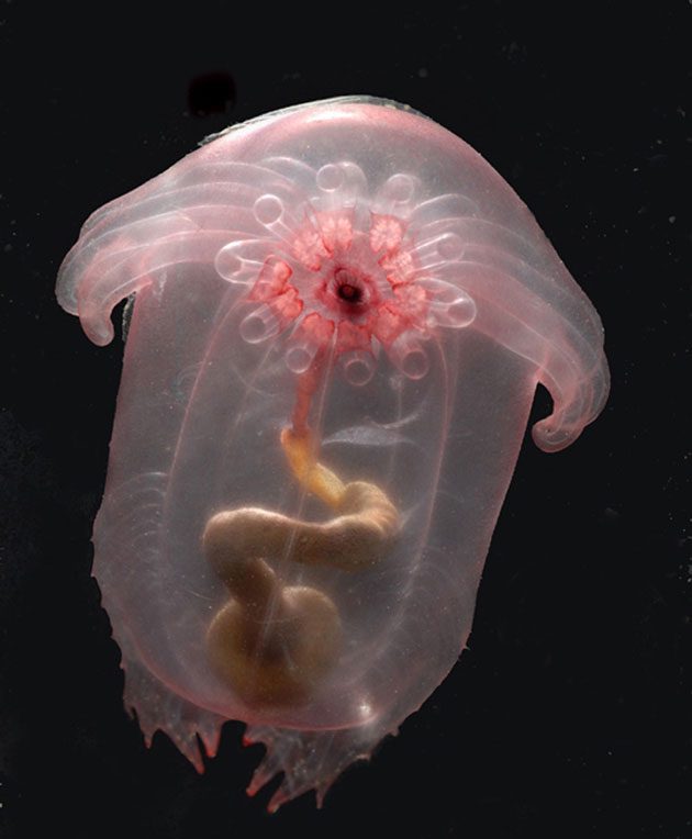 Impressive and Mysterious Transparent Animals