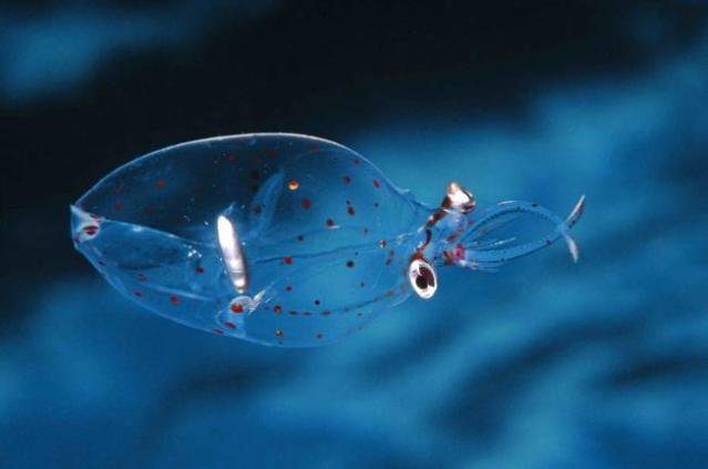 Impressive and Mysterious Transparent Animals