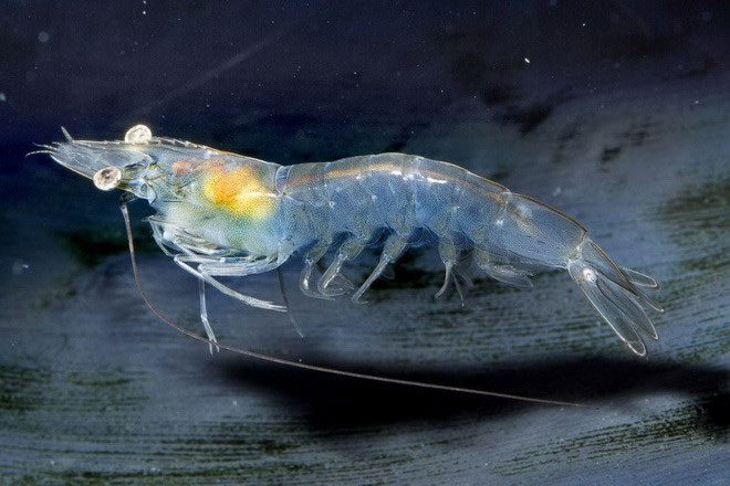 Impressive and Mysterious Transparent Animals