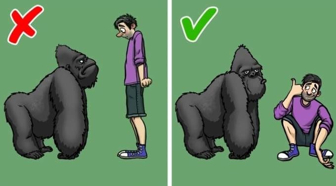 Encountering a Gorilla