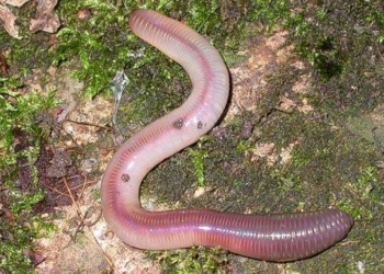 earthworm after being cut why does it become many animals 3616