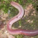 earthworm after being cut why does it become many animals 3616