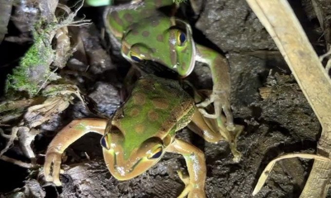 Female frog biting male frog for a meal.