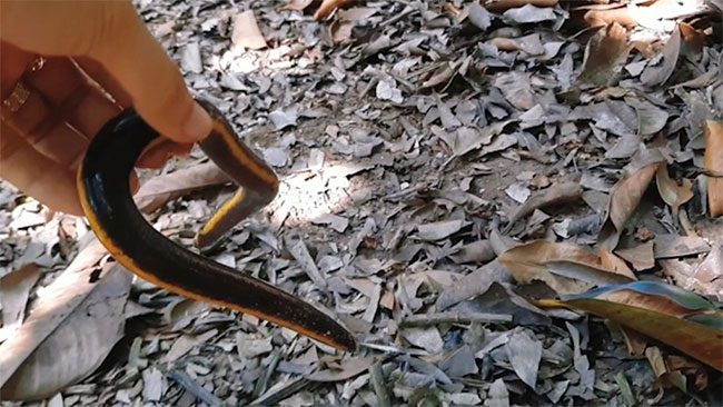 This caecilian moves very slowly and lives beneath the layer of decaying leaves in the garden.