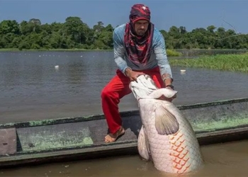 efforts to preserve the largest freshwater fish species in the amazon 135323