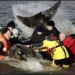 elephant in thames river died 3052