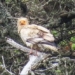 entering the forest surprised man encounters mythical bird last seen 155 years ago 130256