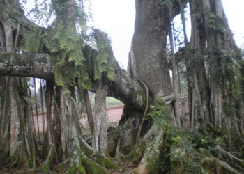 explaining the phenomenon of spiritual connection between trees and people 34224