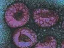 finding gene causing h5n1 virus danger 3141